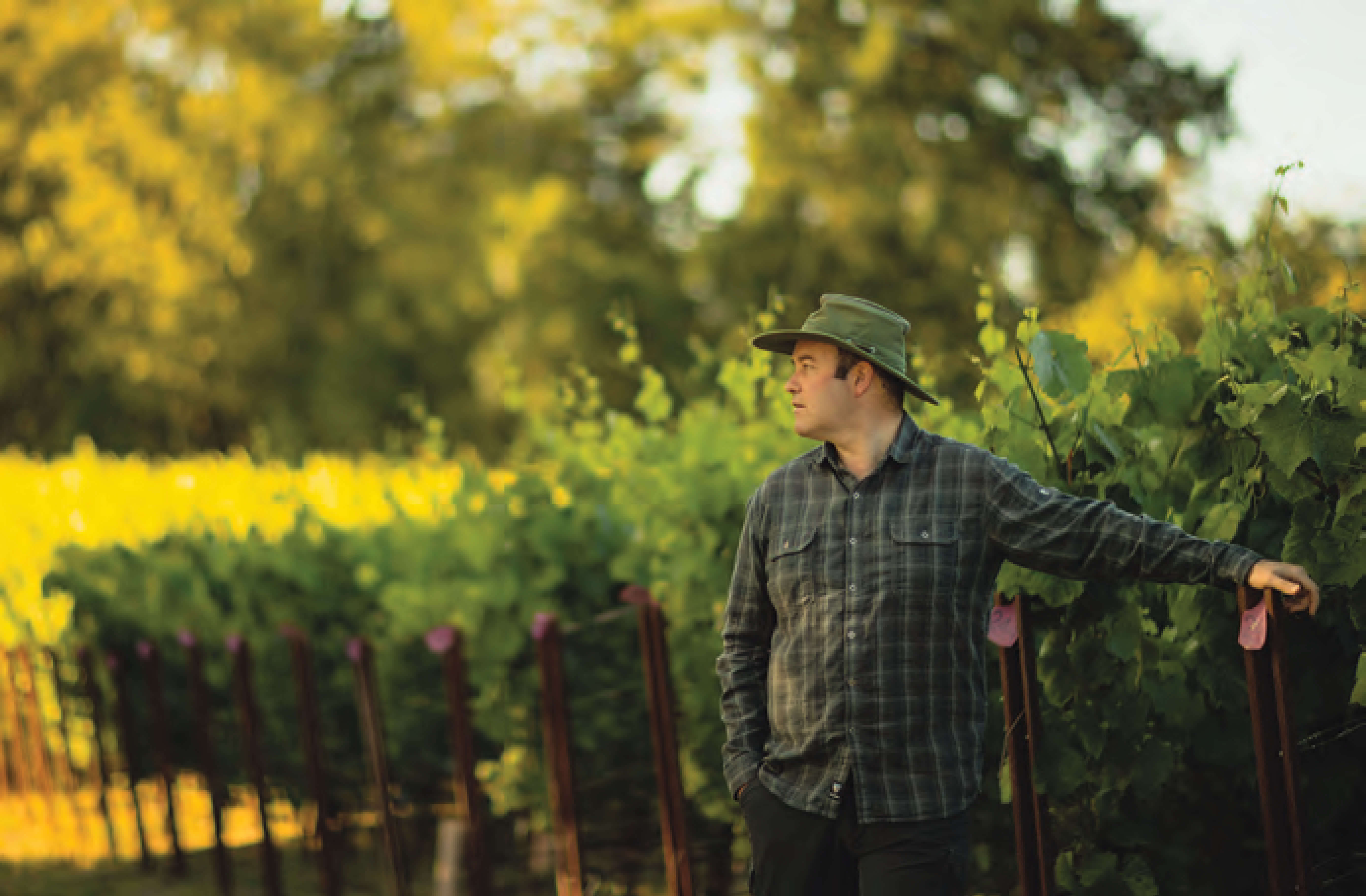 SB Wines001